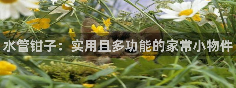 天辰娱乐平台登录账号